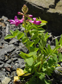 Hedysarum hedysaroides